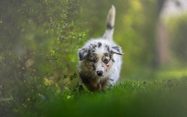 Small dog running green field free wallpaper for desktop - medium preview image
