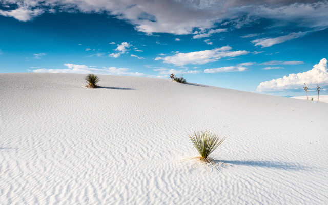 Lone plant hill sand wind free wallpaper for desktop - medium preview image