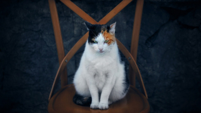 Sad cat on chair eye free wallpaper for desktop - medium preview image