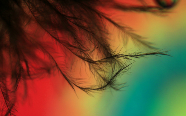 Blurry feather rainbow background holography free wallpaper for desktop - medium preview image