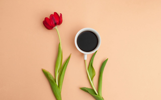 Red flower coffee pink background free wallpaper for desktop - medium preview image