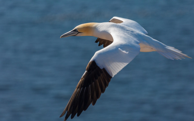 White bird flying over water free wallpaper for desktop - medium preview image