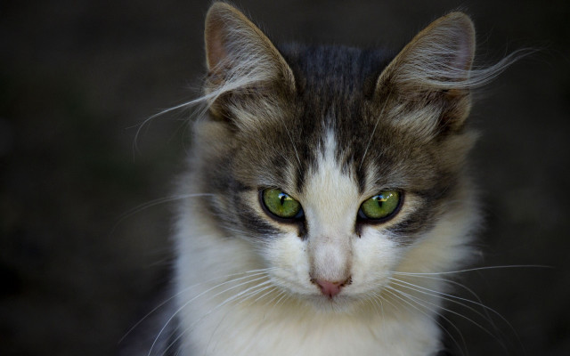 White cat green eyes macro #2 free wallpaper for desktop - medium preview image