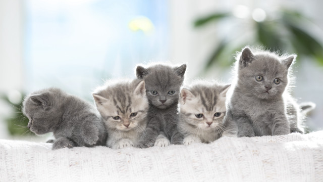 Kittens white blanket couch blurry free wallpaper for desktop - medium preview image