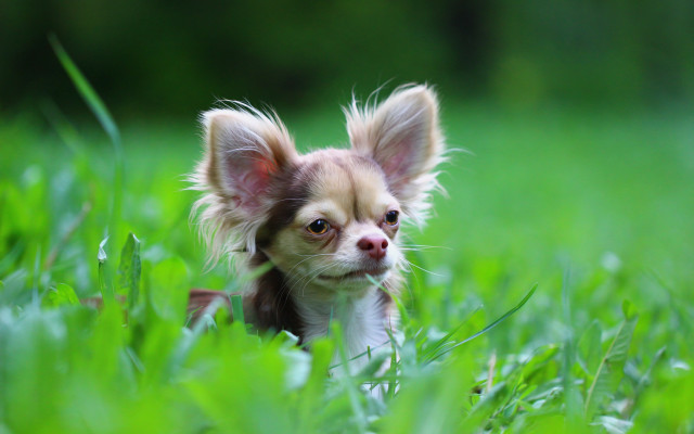 Small dog sad animals bokeh free wallpaper for desktop - medium preview image