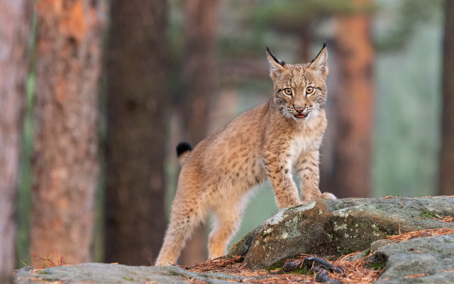 Lynx rock woods blurry nature free wallpaper for desktop - medium preview image