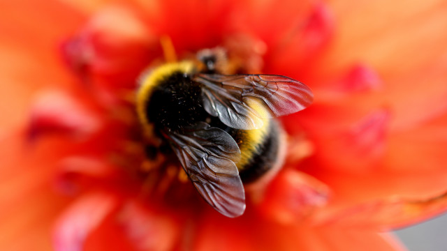 Bee orange flower macro blur free wallpaper for desktop - medium preview image