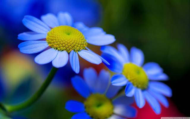 Blue flower bokeh macro closeup free wallpaper for desktop - medium preview image