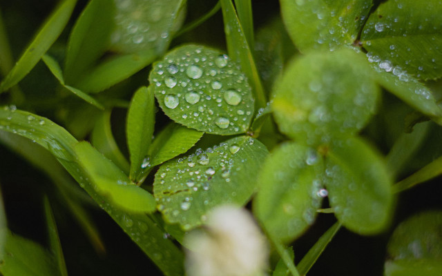 Water droplets plant leaves macro free wallpaper for desktop - medium preview image