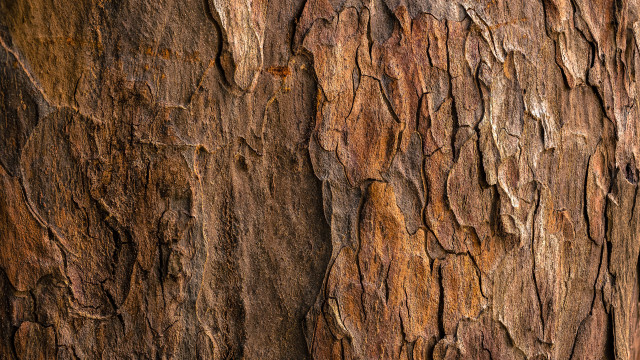 Tree trunk closeup brown black free wallpaper for desktop - medium preview image