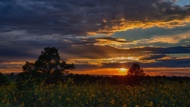Sunset clouds sunflowers tree blue free wallpaper for desktop - medium preview image
