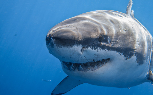 Great white shark camera ocean free wallpaper for desktop - medium preview image
