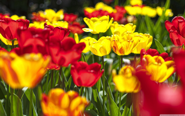 Red yellow flowers green stems free wallpaper for desktop - medium preview image