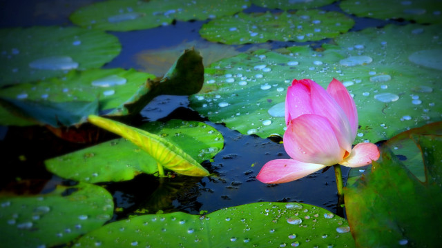 Pink flower floating lily pond free wallpaper for desktop - medium preview image