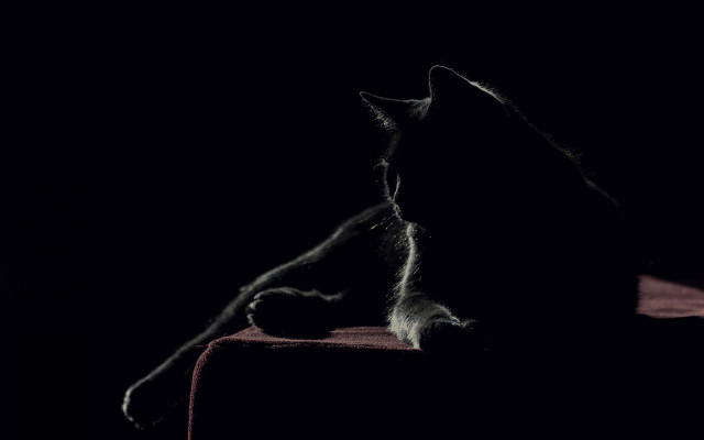 Cat chair dark paw tail free wallpaper for desktop - medium preview image