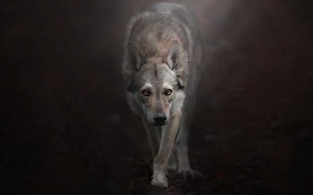 Wolf dark woods light portrait free wallpaper for desktop - medium preview image