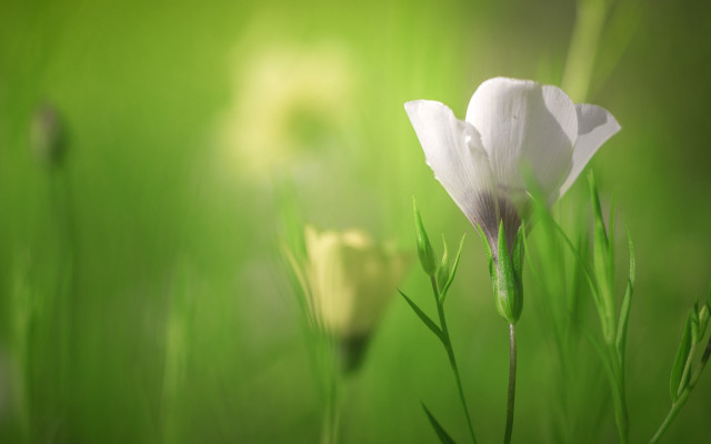 White flower green field blurry free wallpaper for desktop - medium preview image