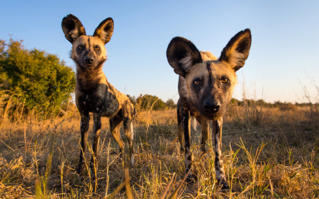 Wild dogs autumn field nature free wallpaper for desktop - medium preview image