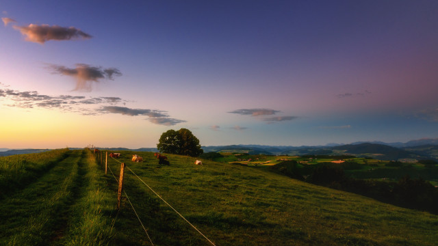 Cows field sunset tree fence free wallpaper for desktop - medium preview image