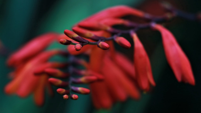 Red flower green background macro #2 free wallpaper for desktop - medium preview image