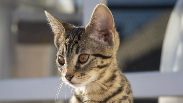 Small cat white chair window free wallpaper for desktop - medium preview image