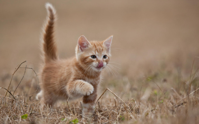 Small kitten tall grass white free wallpaper for desktop - medium preview image