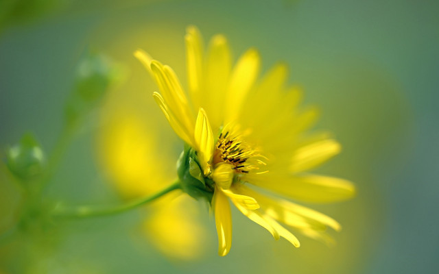 Yellow flower green stem blurry #2 free wallpaper for desktop - medium preview image