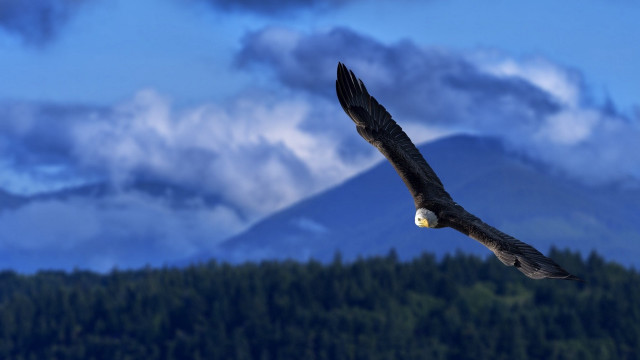 Large bird over forest mountain free wallpaper for desktop - medium preview image