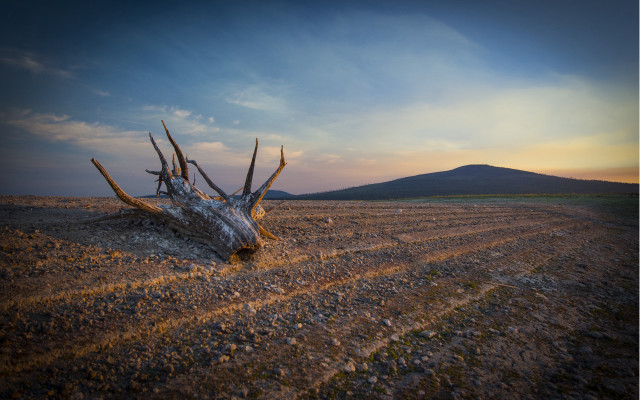 Dead tree field mountain sunset free wallpaper for desktop - medium preview image