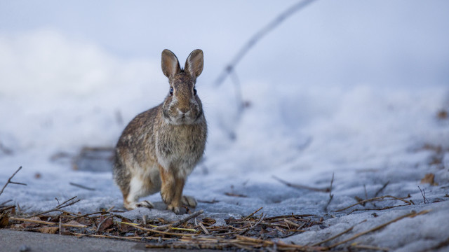 Rabbit snowy outdoor animal photography free wallpaper for desktop - medium preview image