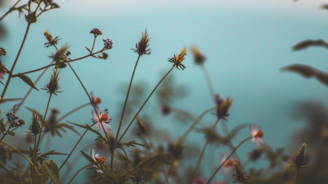 Plant water blurry depth leaf free wallpaper for desktop - medium preview image