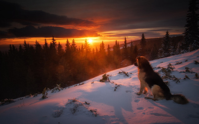 Dog snow sunset forest orange free wallpaper for desktop - medium preview image
