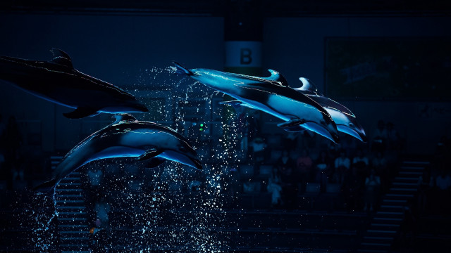 Dolphins jumping crowd stage night free wallpaper for desktop - medium preview image