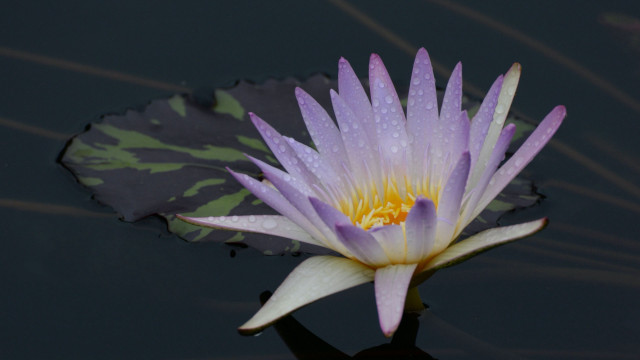 Purple flower yellow center floating free wallpaper for desktop - medium preview image