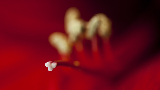 Flower closeup redbackground whitecenter bud free wallpaper for desktop - medium preview image
