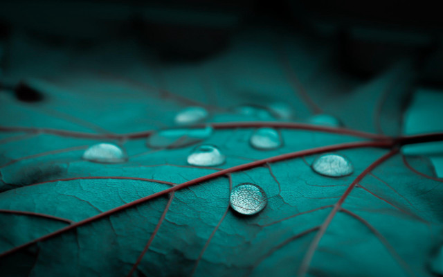 Leaf water droplets macro night free wallpaper for desktop - medium preview image