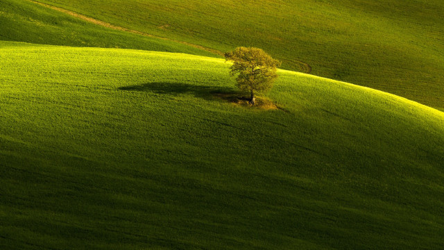 Lone tree green field path free wallpaper for desktop - medium preview image