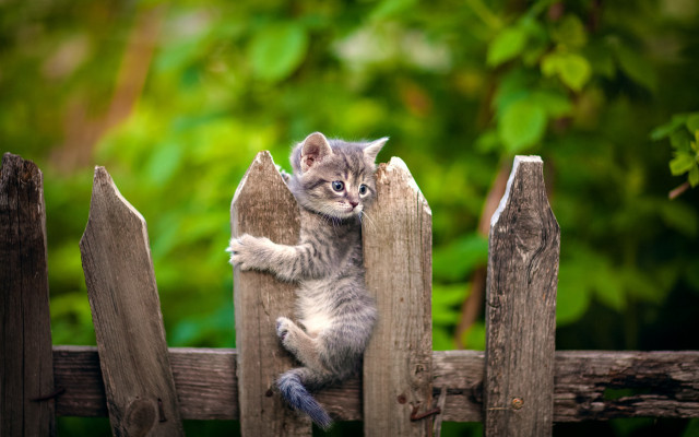 Kitten climbing fence paws looking free wallpaper for desktop - medium preview image
