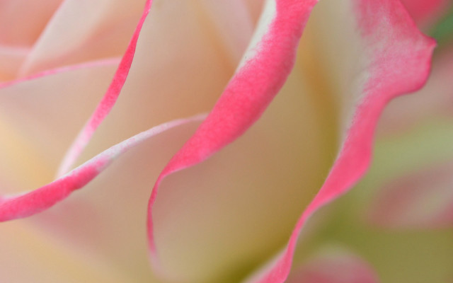 Pink white flower macro shiny free wallpaper for desktop - medium preview image
