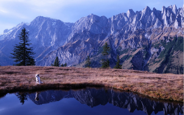Mountain lake dog reflection forest free wallpaper for desktop - medium preview image