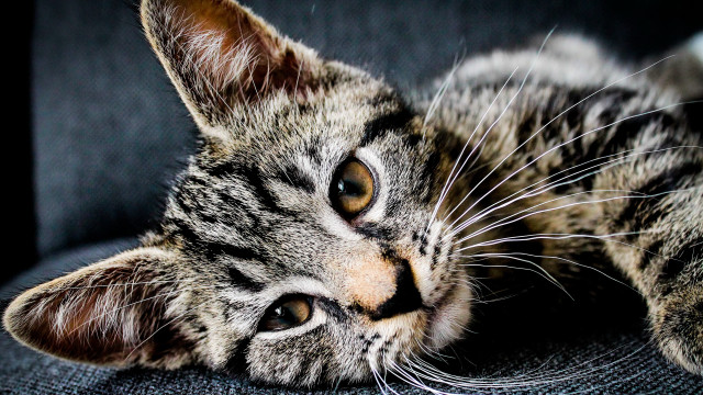 Sad cat laying on couch free wallpaper for desktop - medium preview image