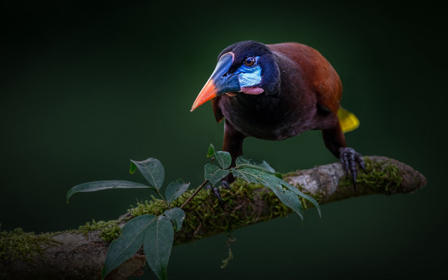 Bird blue beak branch moss free wallpaper for desktop - medium preview image