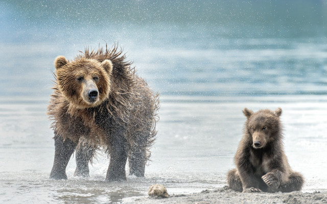 Bears playing water beach sky free wallpaper for desktop - medium preview image