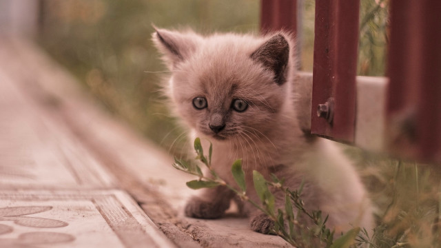 Small kitten gate grass animal free wallpaper for desktop - medium preview image