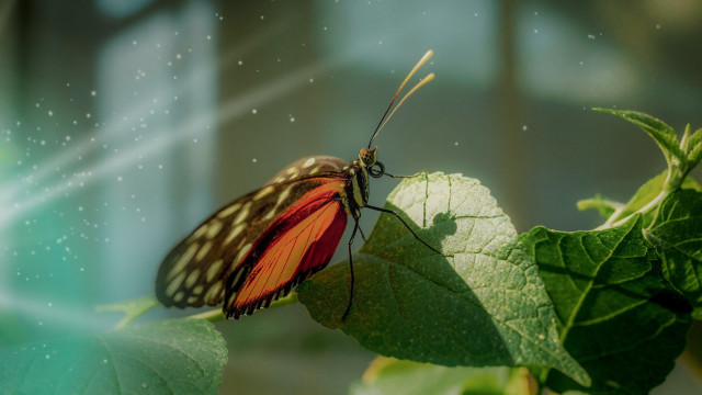 Butterfly leaf water droplets macro free wallpaper for desktop - medium preview image