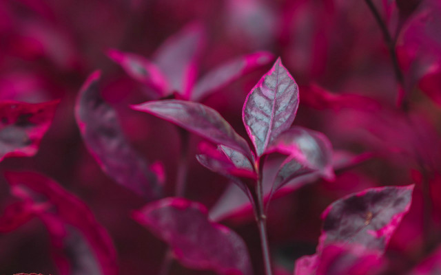 Pink plant leaves blurry background free wallpaper for desktop - medium preview image