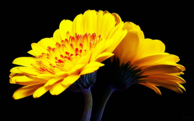 Yellow flower vase black background free wallpaper for desktop - medium preview image