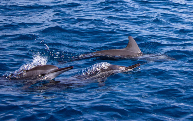 Dolphins ocean surfing puzzle rayonism free wallpaper for desktop - medium preview image