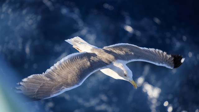 Bird ocean flying wings figuration free wallpaper for desktop - medium preview image