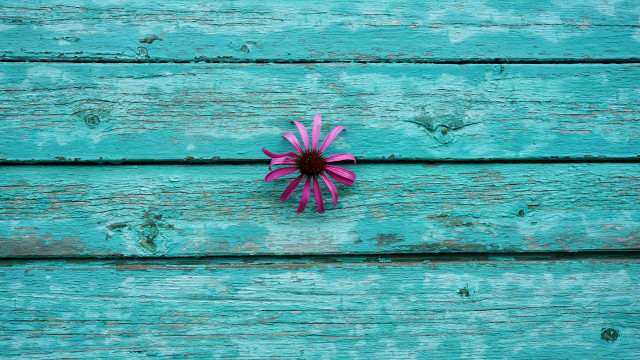 Pink flower blue paint saturated free wallpaper for desktop - medium preview image